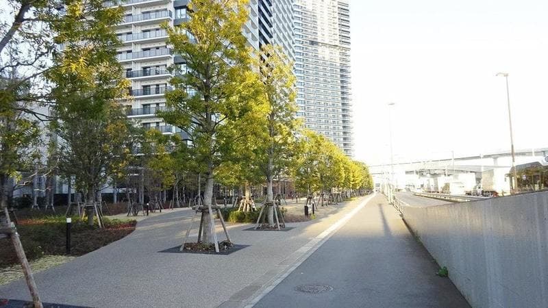 シティタワーズ東京ベイ5枚目